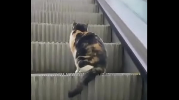 Video x&aacute_c minh