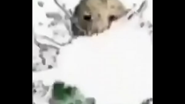 Professor gozando em voc&ecirc; 