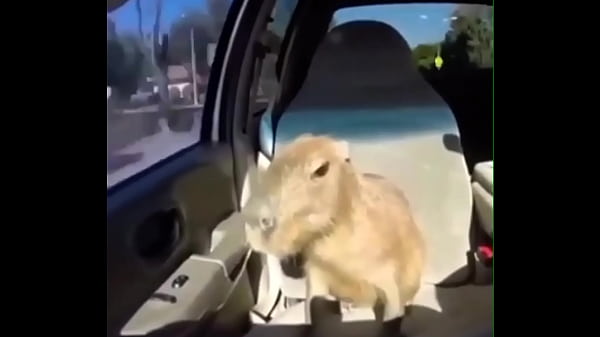 Video capybara