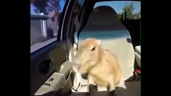 Video capybara