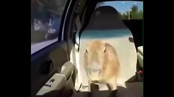 Nonton Video Capybara thumbnail