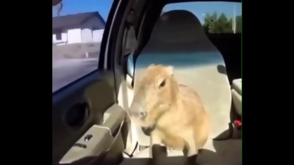 Video capybara