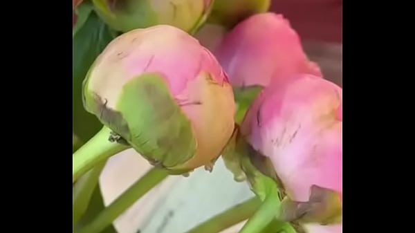 Nonton Эротика с цветами thumbnail