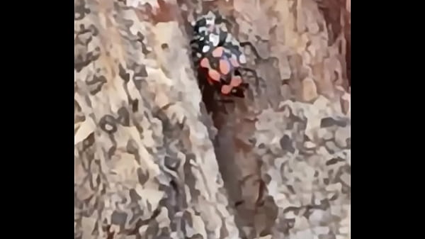 Nonton Insectos Cogiendo thumbnail