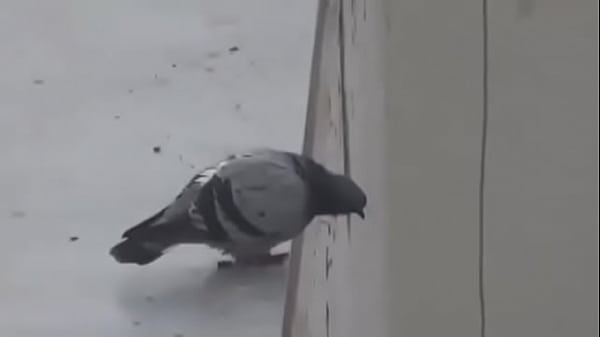 Rola se Suicida AO VIVO Seu Instagram: 