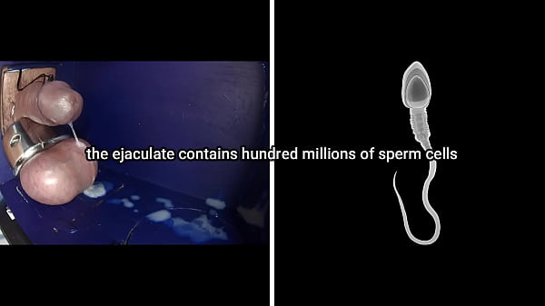 male sexual cycle - a scientific explanation 
