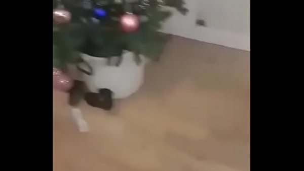 Lapine et le chasseur 