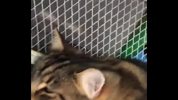 Indian beastialittty enjoyer shoes his love to lucky 