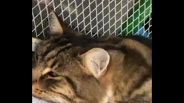 Indian beastialittty enjoyer shoes his love to lucky 