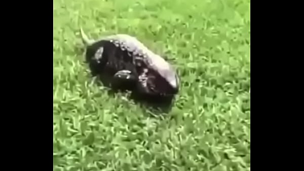 Nonton &eacute;crivez Un Titre Diff&eacute;rent Mais Toujours Pertinent. thumbnail