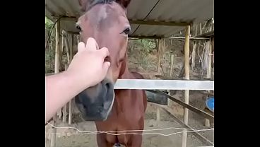 Cavalo