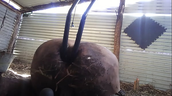 Play MP4 - hung by my asshole