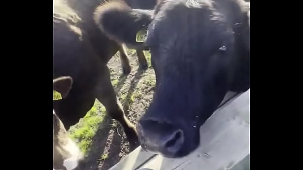 Nonton Just A Happy Hippie Country Girl Talking To Cows And To You :d -#tattooart #blackwork #blackworktattoo #bodysuit #faceta... thumbnail