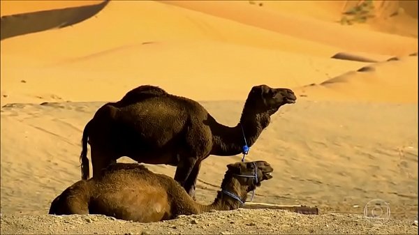 Biomas- Estepes, Pradarias e Desertos 