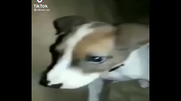 Nonton Cachorro Gay thumbnail