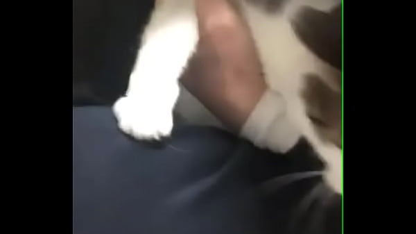 验证视频