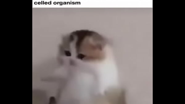 Nonton Cats Helpme thumbnail