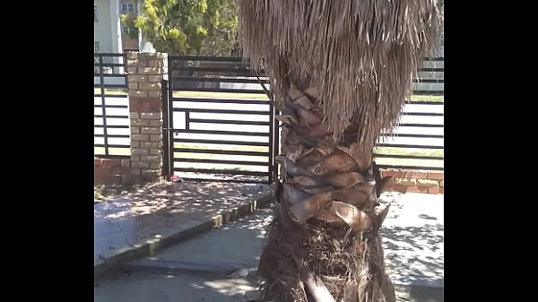 Analebony's christmas message 