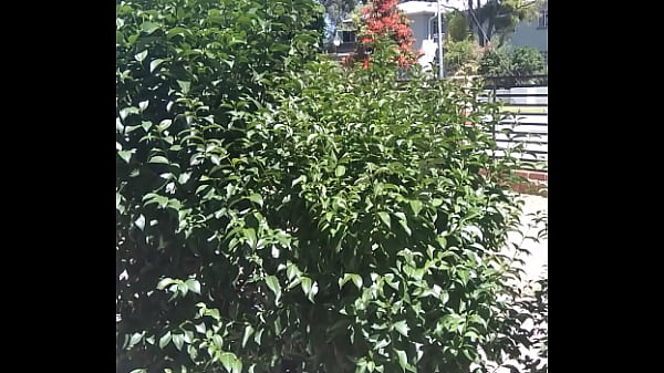 Nonton Analebony's Christmas Message thumbnail