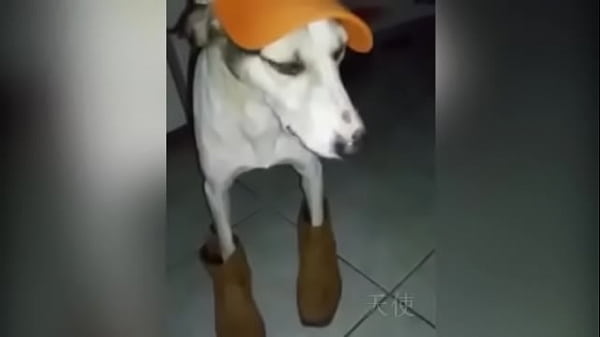 Play MP4 - Cachorro baianor