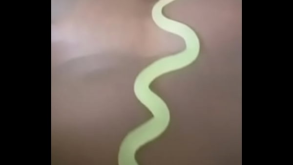 Other colors these scorpio zodiac animals show up in 3 