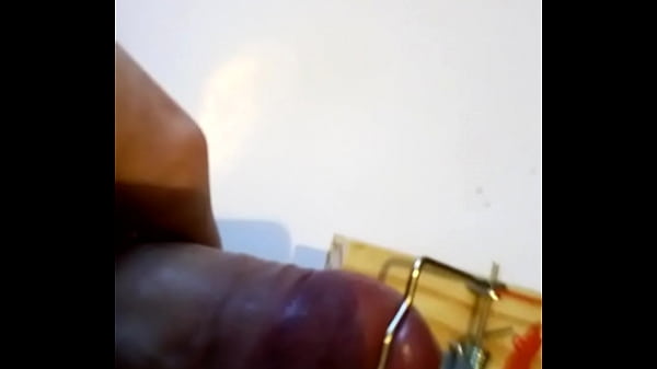 Penis in mousetrap