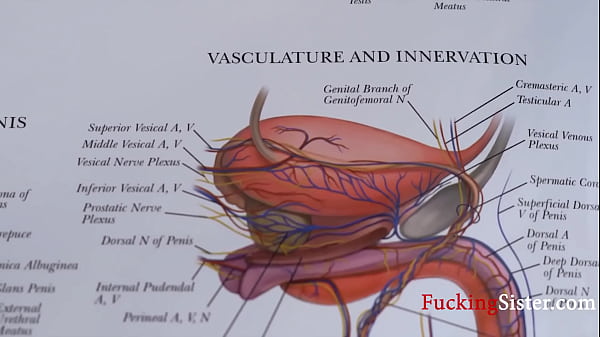 Teaching step sis everything about reproductive system
