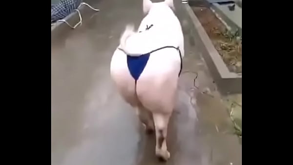 Het grappenparadijs has 39790 members grappige fotosafbeeldingenclipjes 