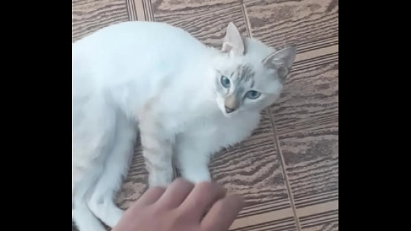 кошки