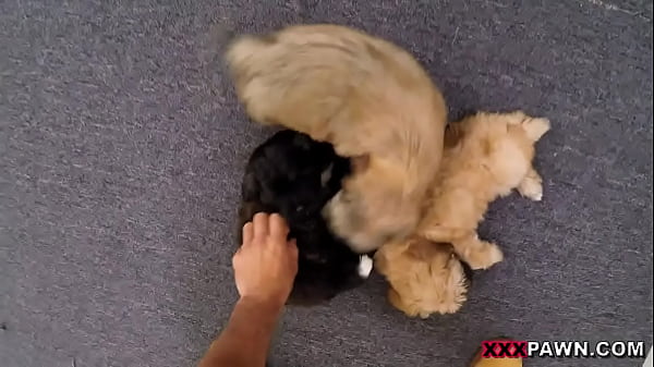 Play MP4 - Puppy Love