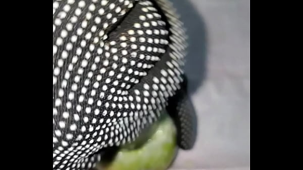 Tiny petite orange gets pounded by cucumber 