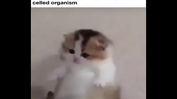 Nonton El Divertido Ciclo De Gatitios Divertidos thumbnail