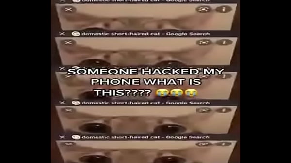 El divertido ciclo de gatitios divertidos