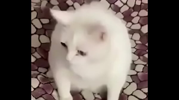 El divertido ciclo de gatitios divertidos 