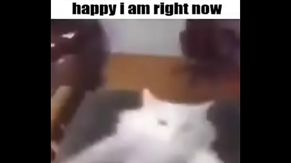 Elviciosociclo de gatos