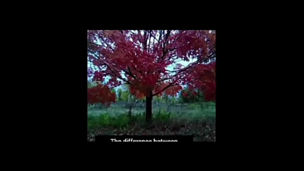 A blog about every other remake of songs that have the first time we made love lyrics while listening to older ones of them for free and for fun