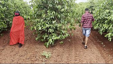 Lobo mau encontra chapeuzinho vermelho perdida na floresta e devora como ela nunca tinha sido comida antes completo no red