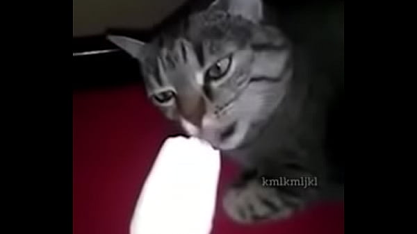 Gato bugado