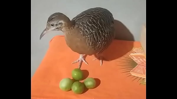 Nonton Brasileiro thumbnail