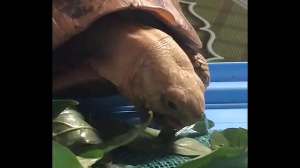 Video X&aacute;c Minh thumbnail