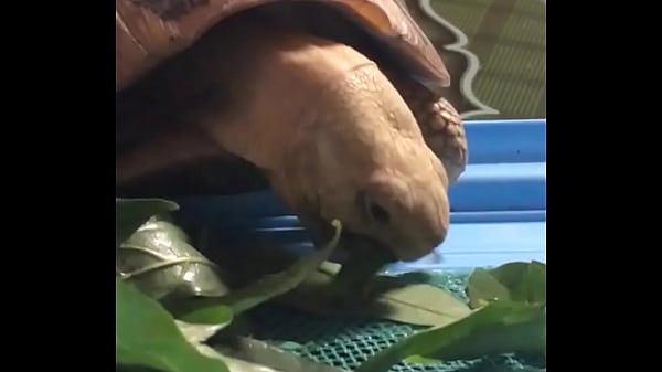 Video X&aacute;c Minh thumbnail