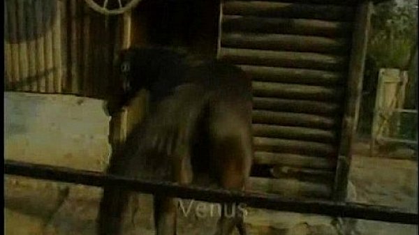 Nonton Whores That Love To Gape 0650 thumbnail