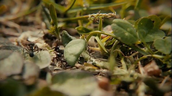 Play MP4 - ReKonfiguration 9