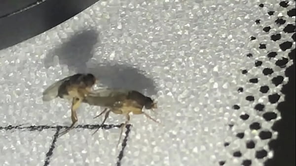 Girl gets fucked with cum all over her tits