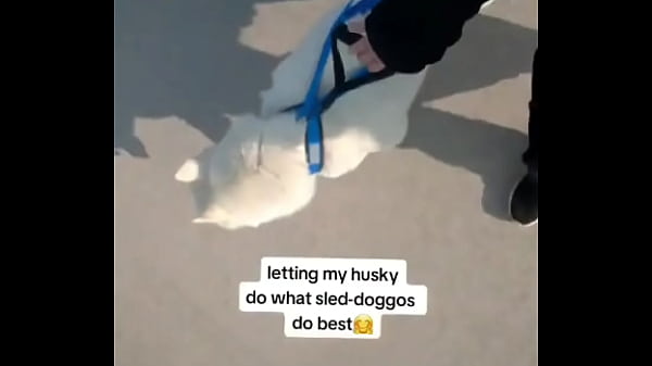 My husky pulling his older brother in the wagon