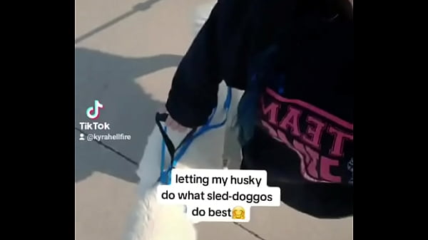 Nonton My Husky Pulling His Older Brother In The Wagon?? thumbnail