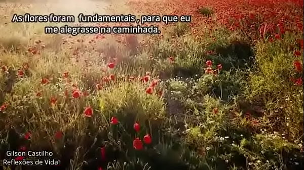 V&iacute_deo de verifica&ccedil_&atilde_o