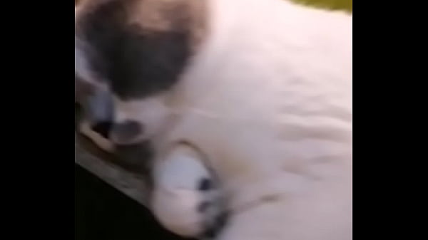 验证视频