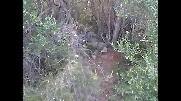 Play MP4 - Balade en for&ecirc;t