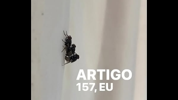 Concei&ccedil;&atilde;o sentando na pika em pleno fim de semana 